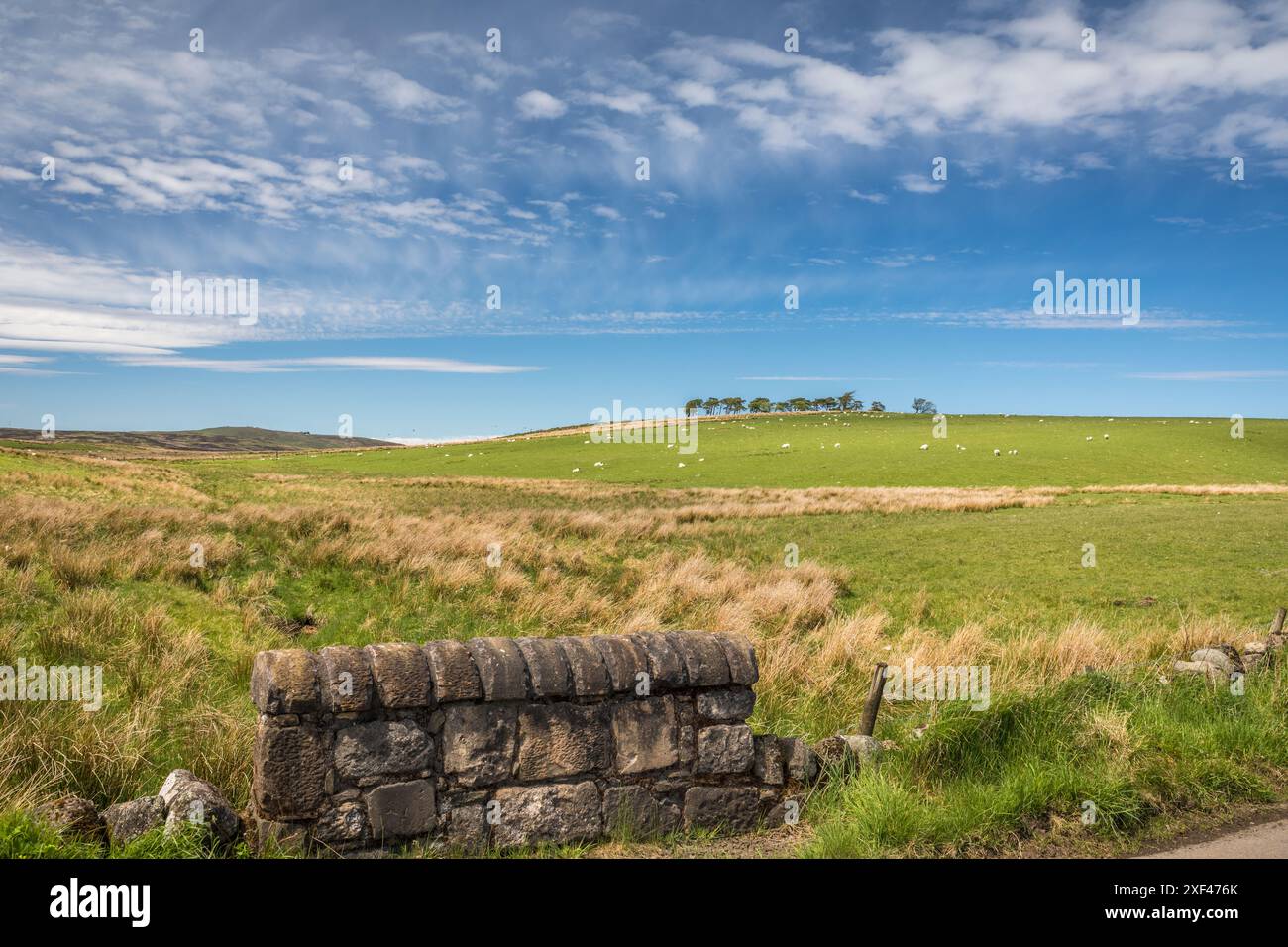 Geografie / Reise, Großbritannien, Schottland, Weide und Moorgebiete südlich von Stirling, ADDITIONAL-RIGHTS-CLEARANCE-INFO-NOT-AVAILABLE Stockfoto