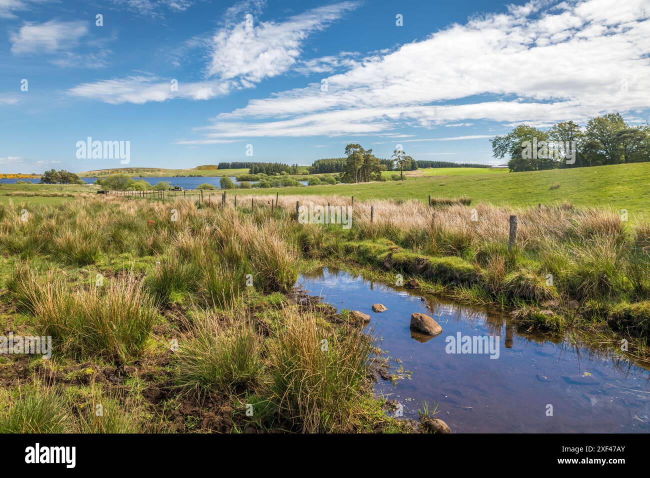 Geografie / Reise, Großbritannien, Schottland, Weide und Moorgebiete südlich von Stirling, ADDITIONAL-RIGHTS-CLEARANCE-INFO-NOT-AVAILABLE Stockfoto