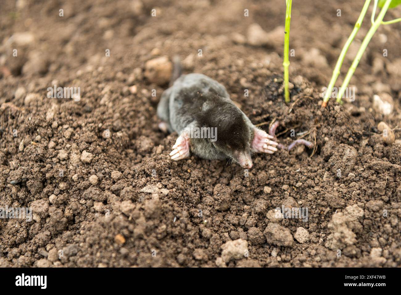 Ein Maulwurf ist aus dem Boden gekommen und hat die Wurzeln einer Pfefferpflanze hochgezogen. Stockfoto