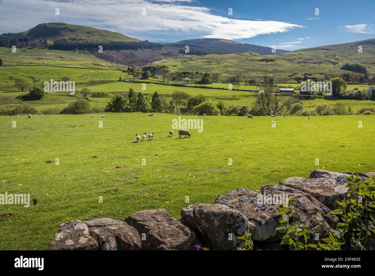 Geografie / Reisen, Großbritannien, Schottland, Green Almen und Fintry Hills in der Nähe von Fintry Village, ADDITIONAL-RIGHTS-CLEARANCE-INFO-NOT-AVAILABLE Stockfoto