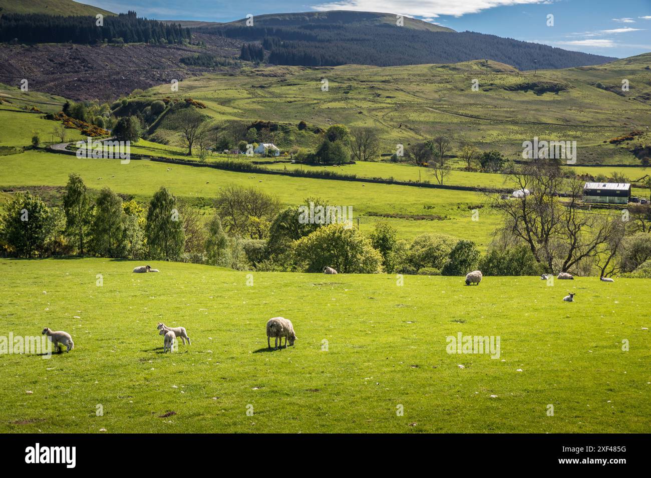 Geografie / Reisen, Großbritannien, Schottland, Green Almen und Fintry Hills in der Nähe von Fintry Village, ADDITIONAL-RIGHTS-CLEARANCE-INFO-NOT-AVAILABLE Stockfoto