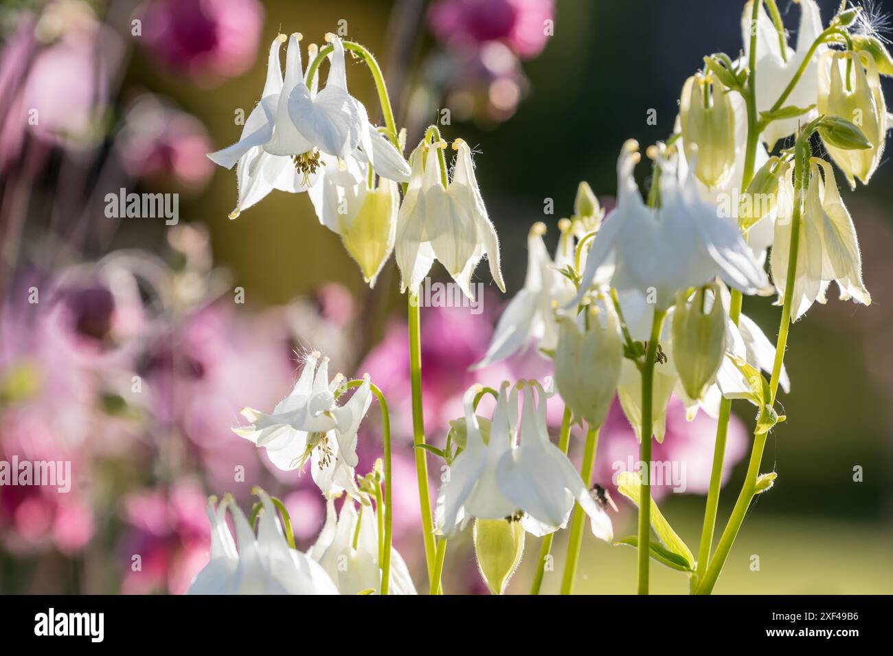 Geographie / Reise, Großbritannien, Schottland, Columbines (Aquilegia) in Rosisa Walled Garden, ADDITIONAL-RIGHTS-CLEARANCE-INFO-NOT-AVAILABLE Stockfoto