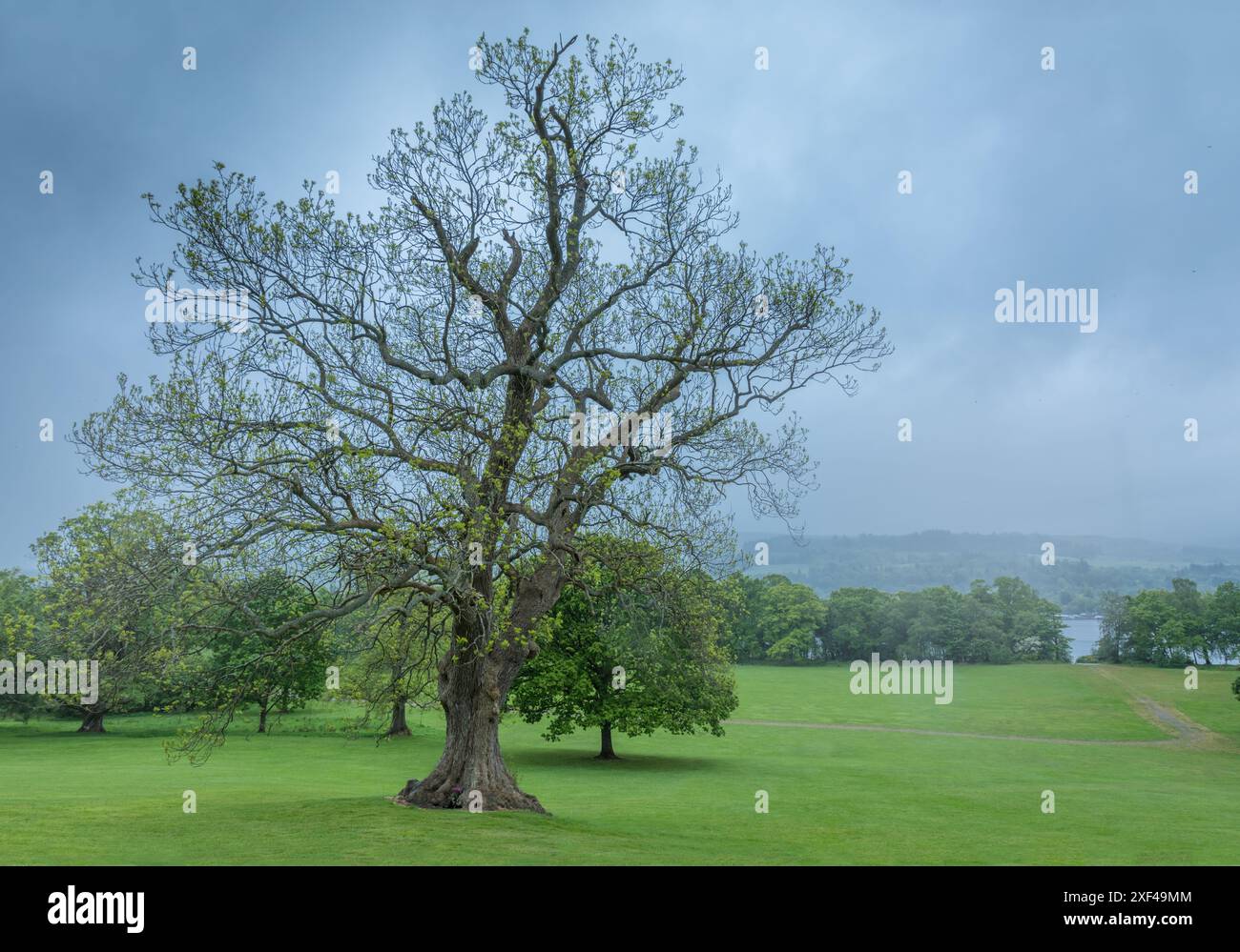Geografie / Reise, Großbritannien, Schottland, Old Oak Tree im Balloch Castle Country Park, ADDITIONAL-RIGHTS-CLEARANCE-INFO-NOT-AVAILABLE Stockfoto