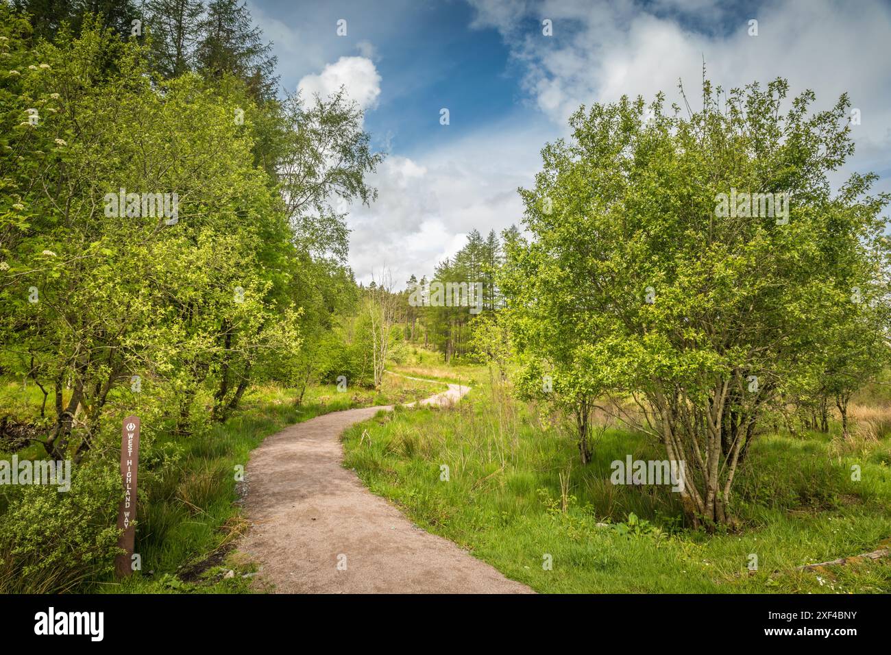 Geografie / Reise, Großbritannien, Schottland, West Highland Way in der Nähe der Bridge of Orchy, ADDITIONAL-RIGHTS-CLEARANCE-INFO-NOT-AVAILABLE Stockfoto