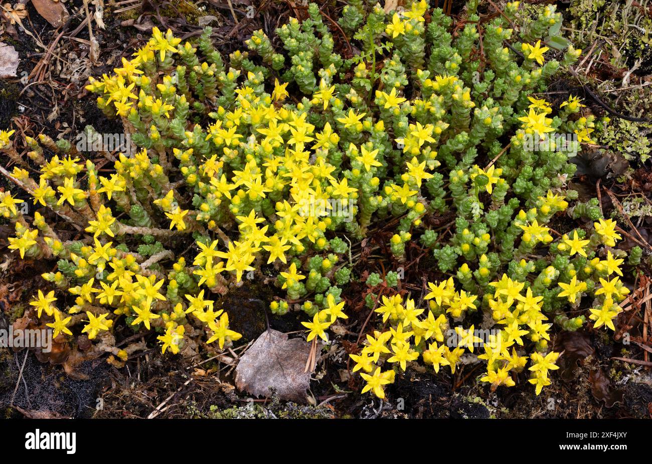 Moosige Steinblüte Stockfoto