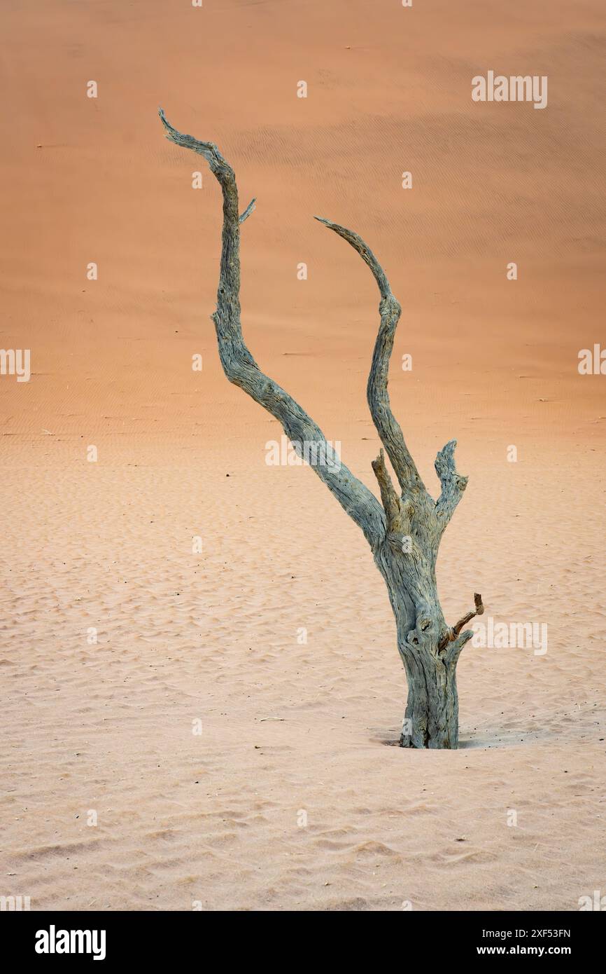 Ein einsamer Skelettbaum in Deadvlei, Namibia, vor roten Sanddünen im Hintergrund Stockfoto