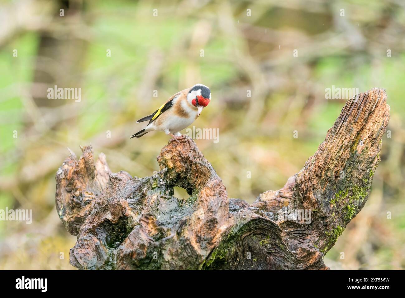 Erwachsener männlicher Goldfinch (carduelis carduelis) auf nassem Baumstumpf, Ringford Schottland Großbritannien. April 2024, Stockfoto