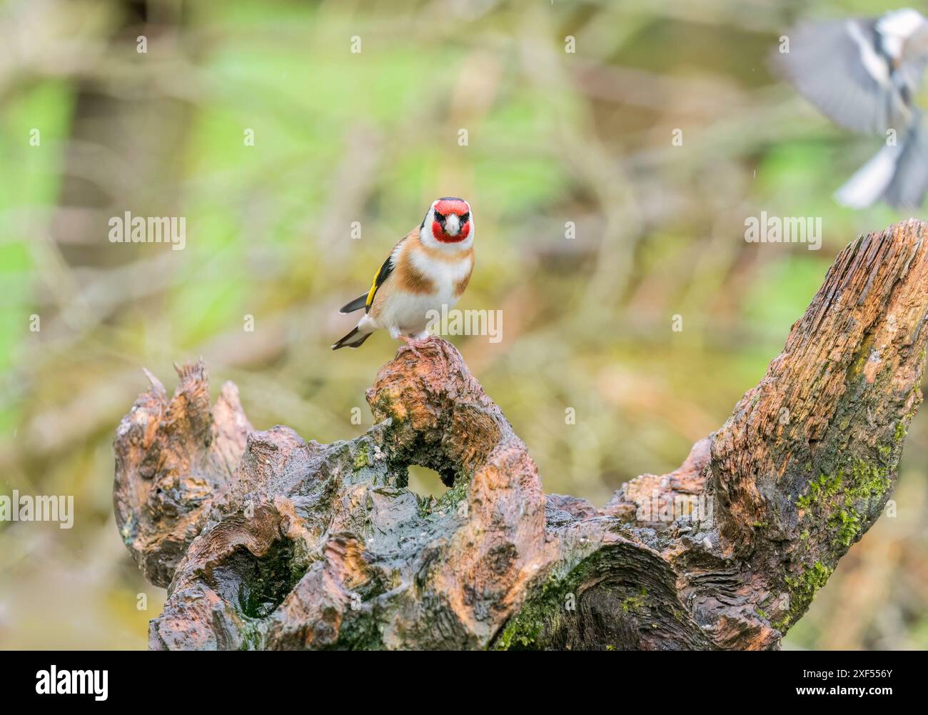 Erwachsener männlicher Goldfinch (carduelis carduelis) auf nassem Baumstumpf, Ringford Schottland Großbritannien. April 2024 Stockfoto