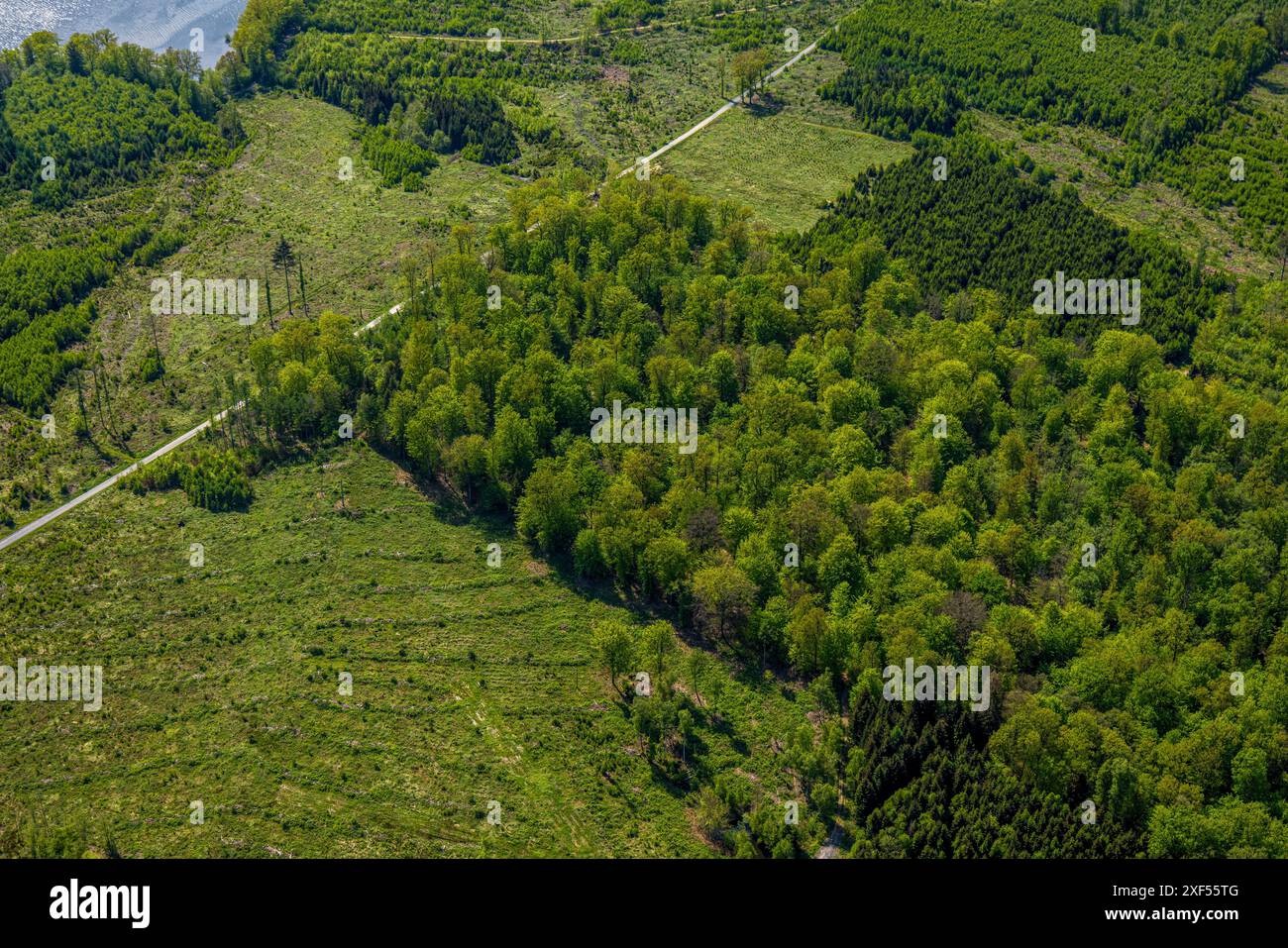 Aus der Vogelperspektive Möhnesee Südufer mit Friedhofswald und Baumschäden, Friedhof, Dürre im Wald, Stausee, Rindenkäfer-Befall, Baumbestattung Stockfoto