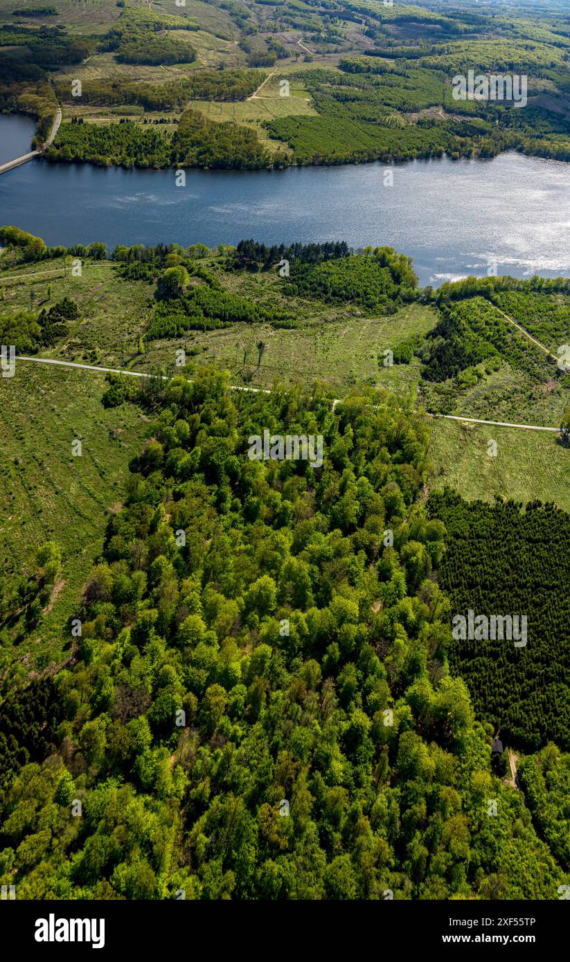 Aus der Vogelperspektive Möhnesee Südufer mit Friedhofswald und Baumschäden, Friedhof, Dürre im Wald, Stausee, Rindenkäfer-Befall, Baumbestattung Stockfoto