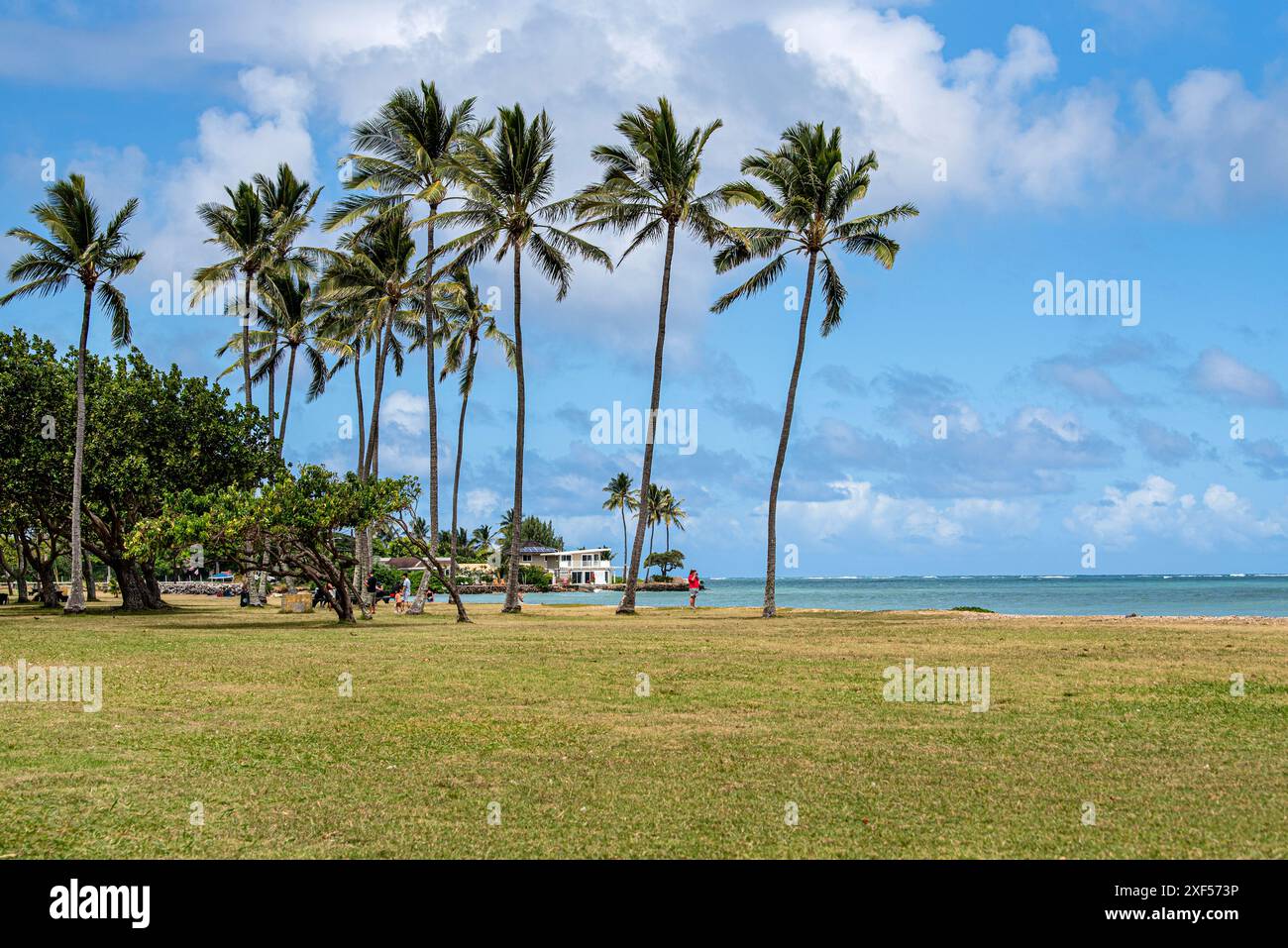 Eine Person fängt die malerische Schönheit der hawaiianischen Palmen an der Küste von Oahu mit dem glitzernden Meer im Hintergrund ein. Die ruhige Szene zeigt t Stockfoto
