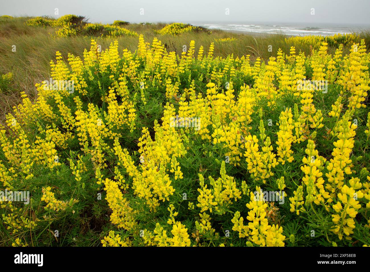 Yellow Coastal Bush Lupine (Lupinus arboreus), Samoa Dunes Recreation Area, Kalifornien Stockfoto