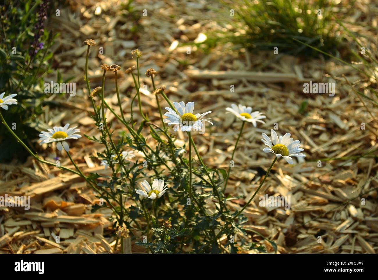 Weiße Blüten von Gänseblümchen mit gelbem Kern an Stielen neben verwelkten Gänseblümchen, die von der Sonne vor dem Hintergrund von Holzsägemehl beleuchtet werden Stockfoto
