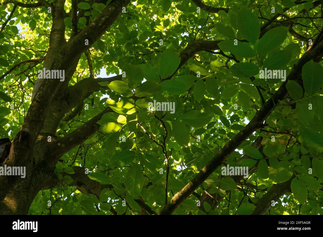 Blätter, Äste und Stamm eines Walnussbaums, von der Erde unter dem Baum an einem sonnigen Tag gesehen Stockfoto