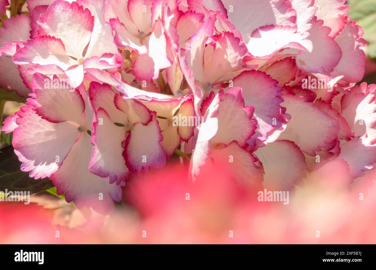 Hortensia blüht weiße Blüten mit rosa gezackten Kanten in Nahaufnahme. Hortensie macrophylla Pflanzensorte. Ästhetisches Blumenbild mit verschwommenem Vordergrund. Stockfoto