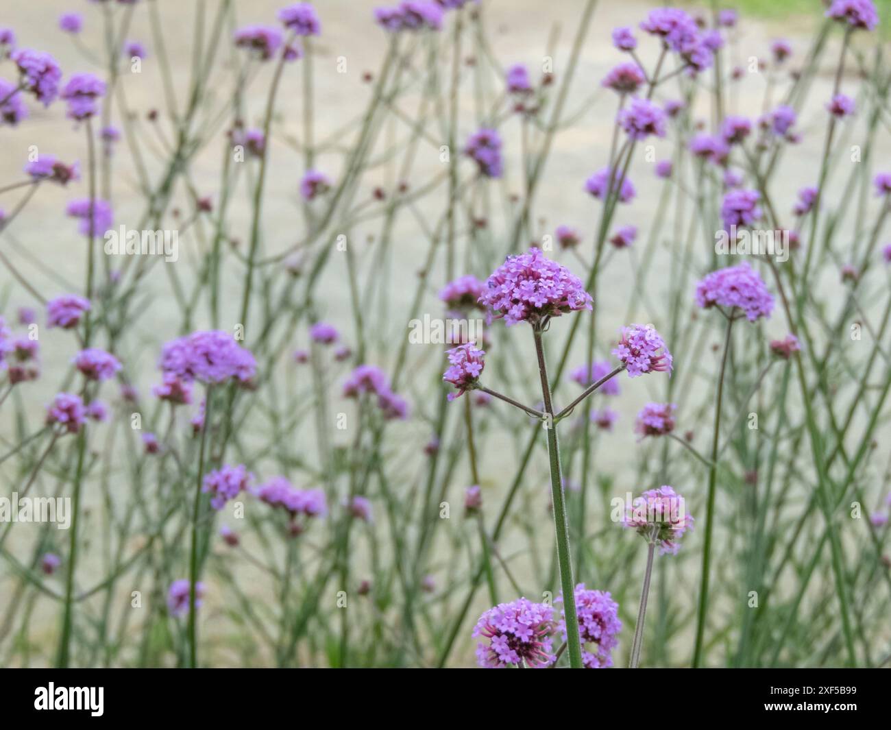 Verbena bonariensis Zierstämme und violette Blütenbündel. Purpletop Eisenkraut Zierblühpflanze. Grosse Verbenenbestäuber-Wirt duftend Stockfoto