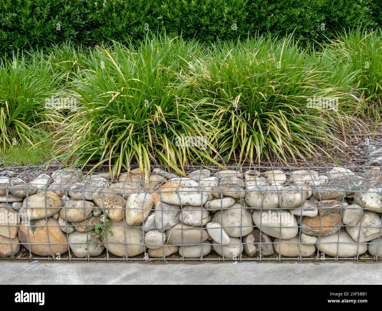 Gabionenwand, Ziergas und geschnittene Büscherhecke im urbanen Design. Carex morrowii oder Kan suge oder Morrow's segge oder japanischer Grassegge oder Jap Stockfoto