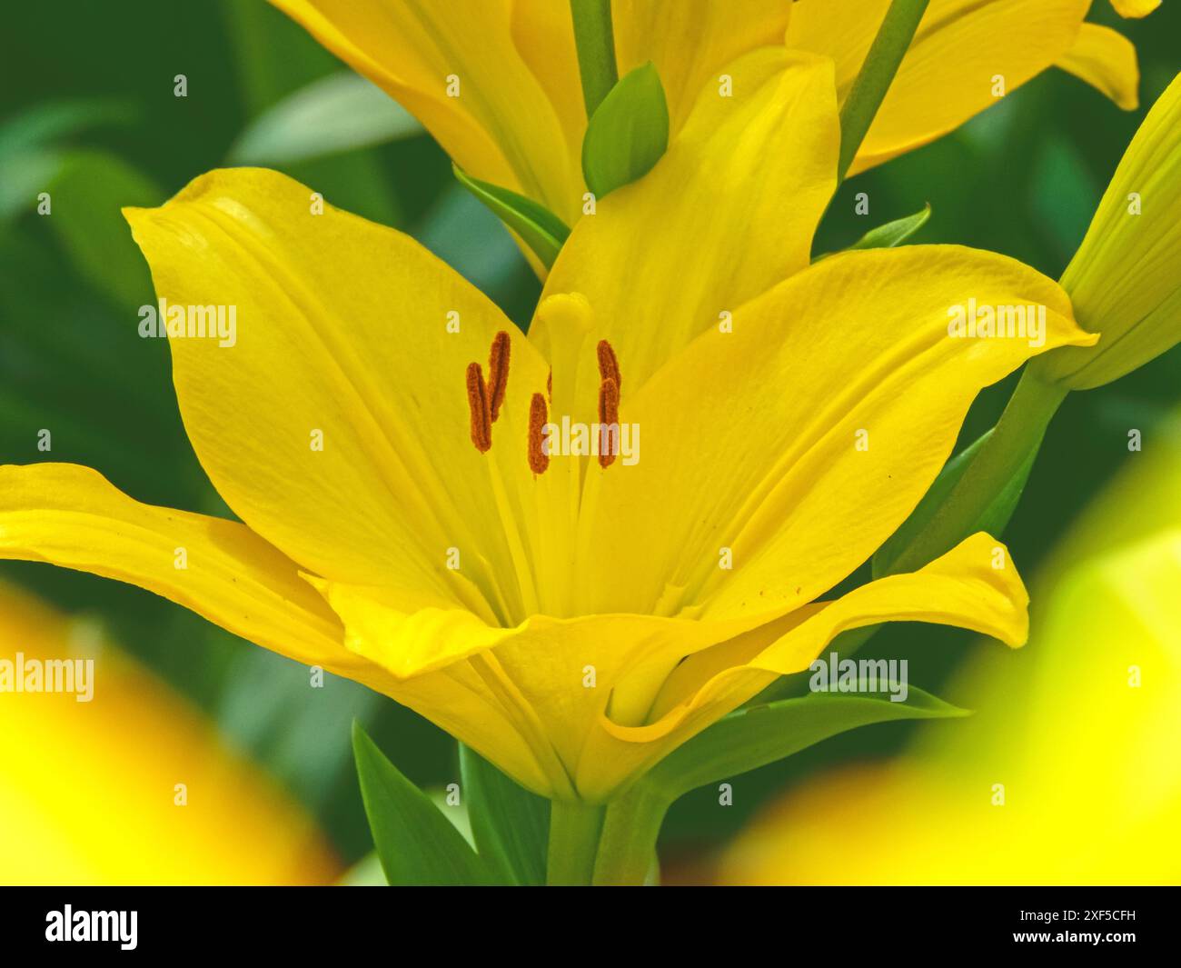 Gelbe Lilienblume im Garten mit verschwommenem Vordergrund. Liliumblumenkopf mit Pistil, Staubblättern und braunen Antheren. Stockfoto