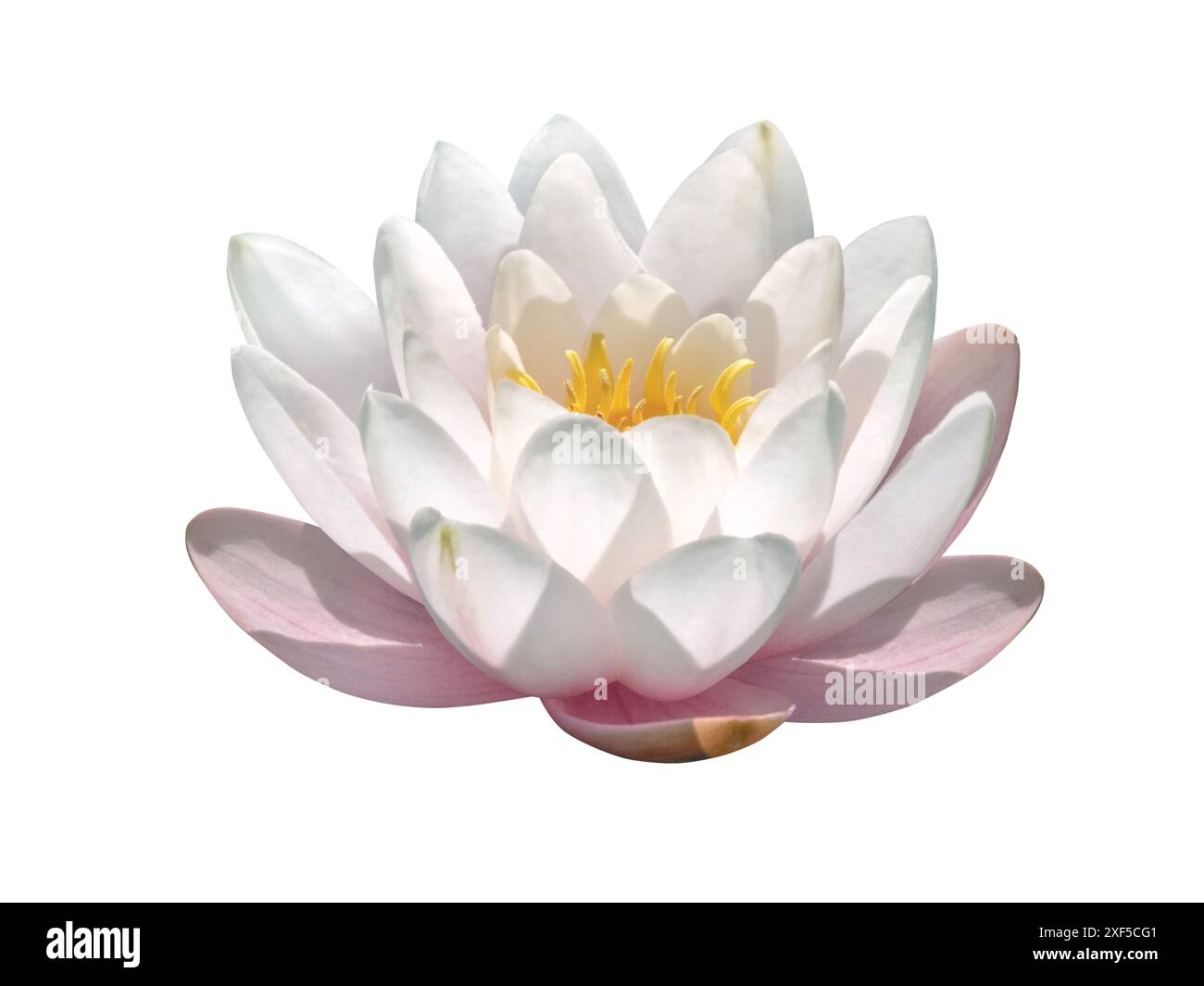 Weiße rosa Seerose nymphaea schöne Blume isoliert auf weiß. Seerosenblüte. Stockfoto