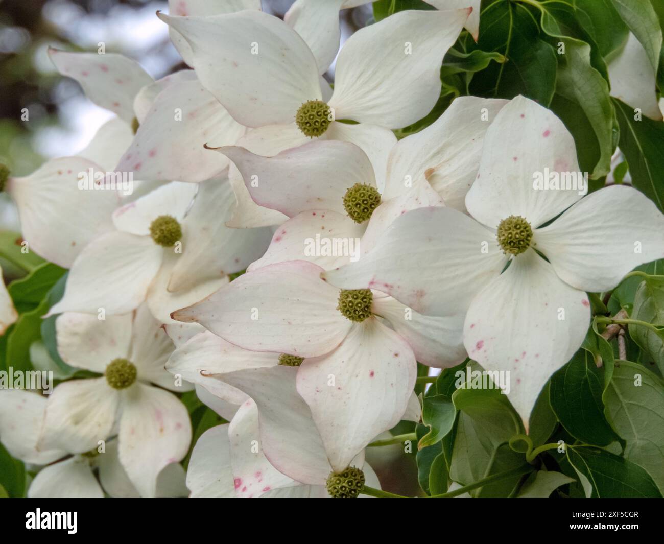 Cornus kousa weiße Blüten mit vier Deckblättern in Nahaufnahme. Japanische Hartholz Zierpflanze üppig blühend. Vier Blütenblätter. Stockfoto