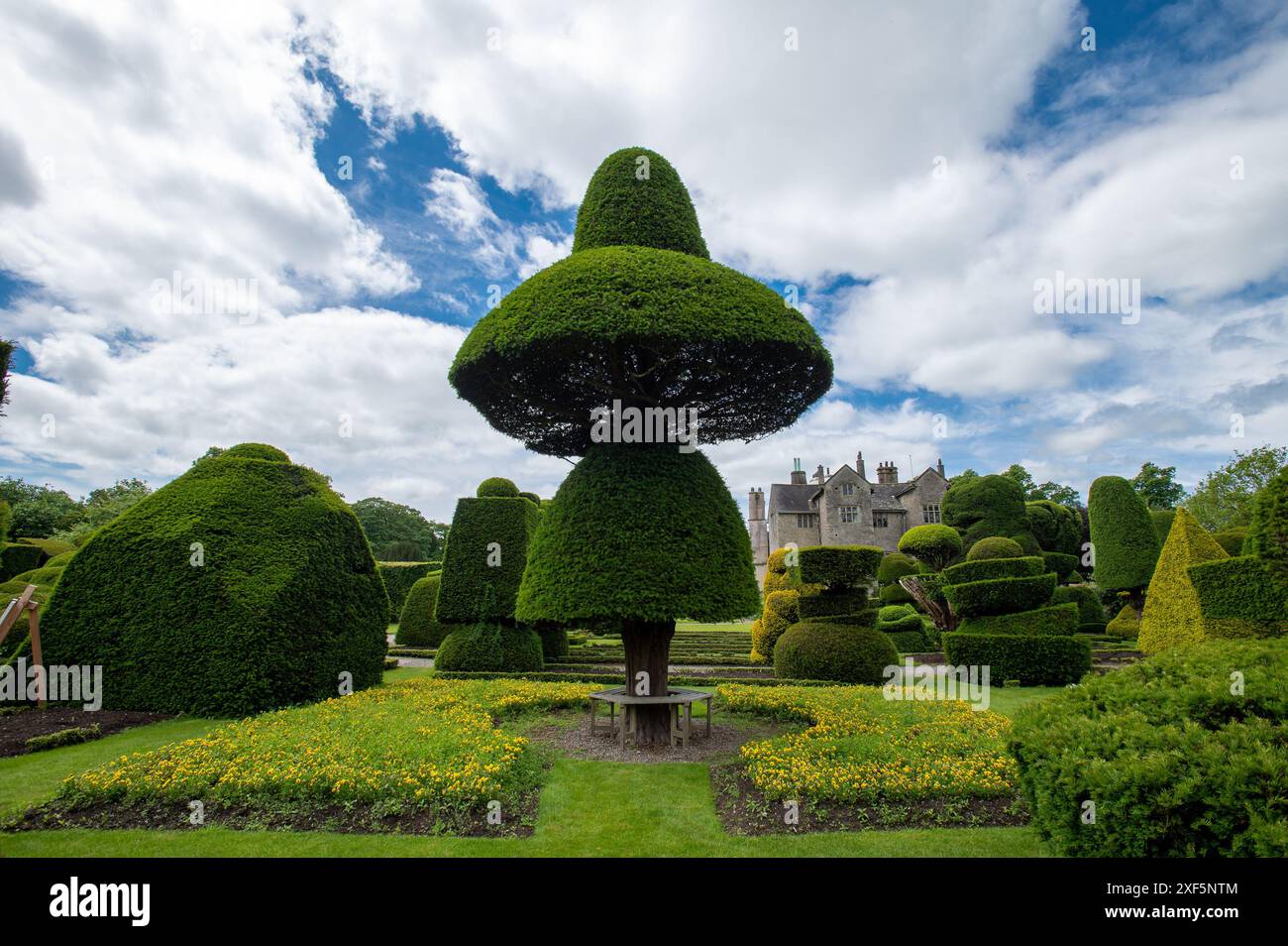 Formschnitt bei Levens Hall, Cumbria, England UK Stockfoto