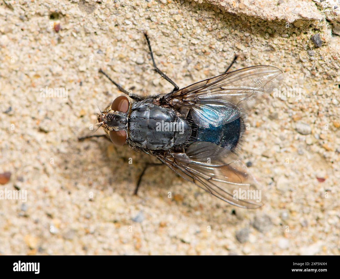 Blue Blowfly, Chipping, Preston, Lancashire, Großbritannien Stockfoto