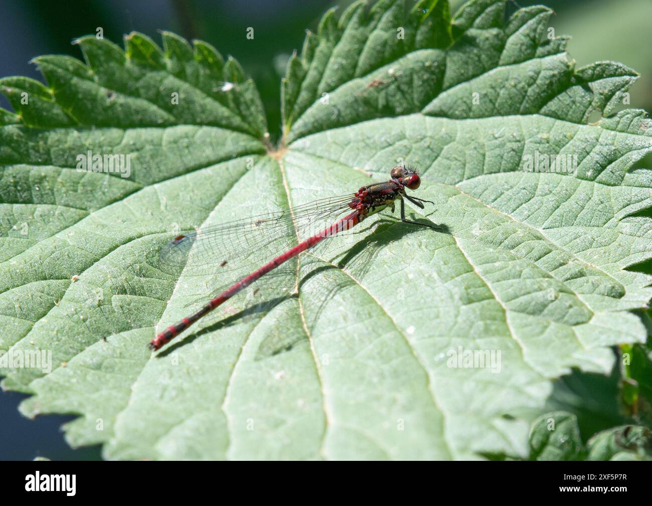 Eine große rote Damselfliege, Foulshaw Moss Nature Reserve, Kendal, Cumbria, Großbritannien Stockfoto