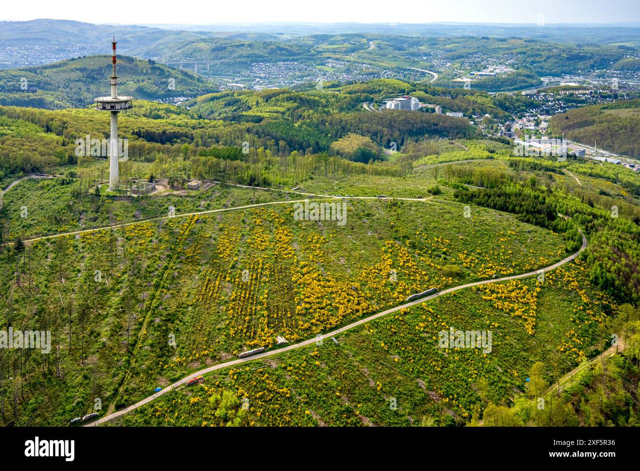 Luftsicht, Wiesen und Felder hügelige Landschaft mit Besenblüte, Fernmeldeturm Eisernhardt Sendeturm, Fernsicht, Eisern, Sieg Stockfoto