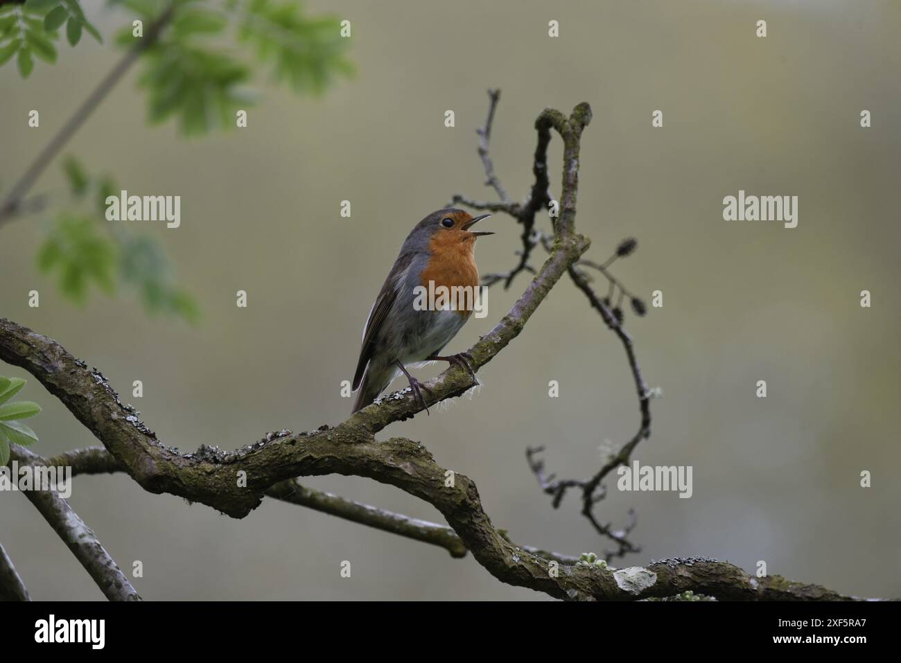 Europäischer Robin (Erithacus rubecula) singt aus Zweigen, Bildmitte, im rechten Profil, vor grauem Hintergrund, aufgenommen im Frühjahr in Großbritannien Stockfoto