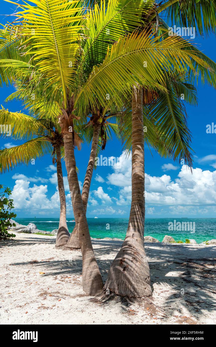 Sonniger Strand mit Palmen und türkisfarbenem Meer auf der Karibikinsel. Stockfoto