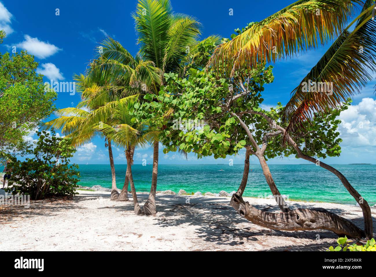Tropischer Strand mit Palmen und türkisfarbenem Meer auf der Karibikinsel. Stockfoto