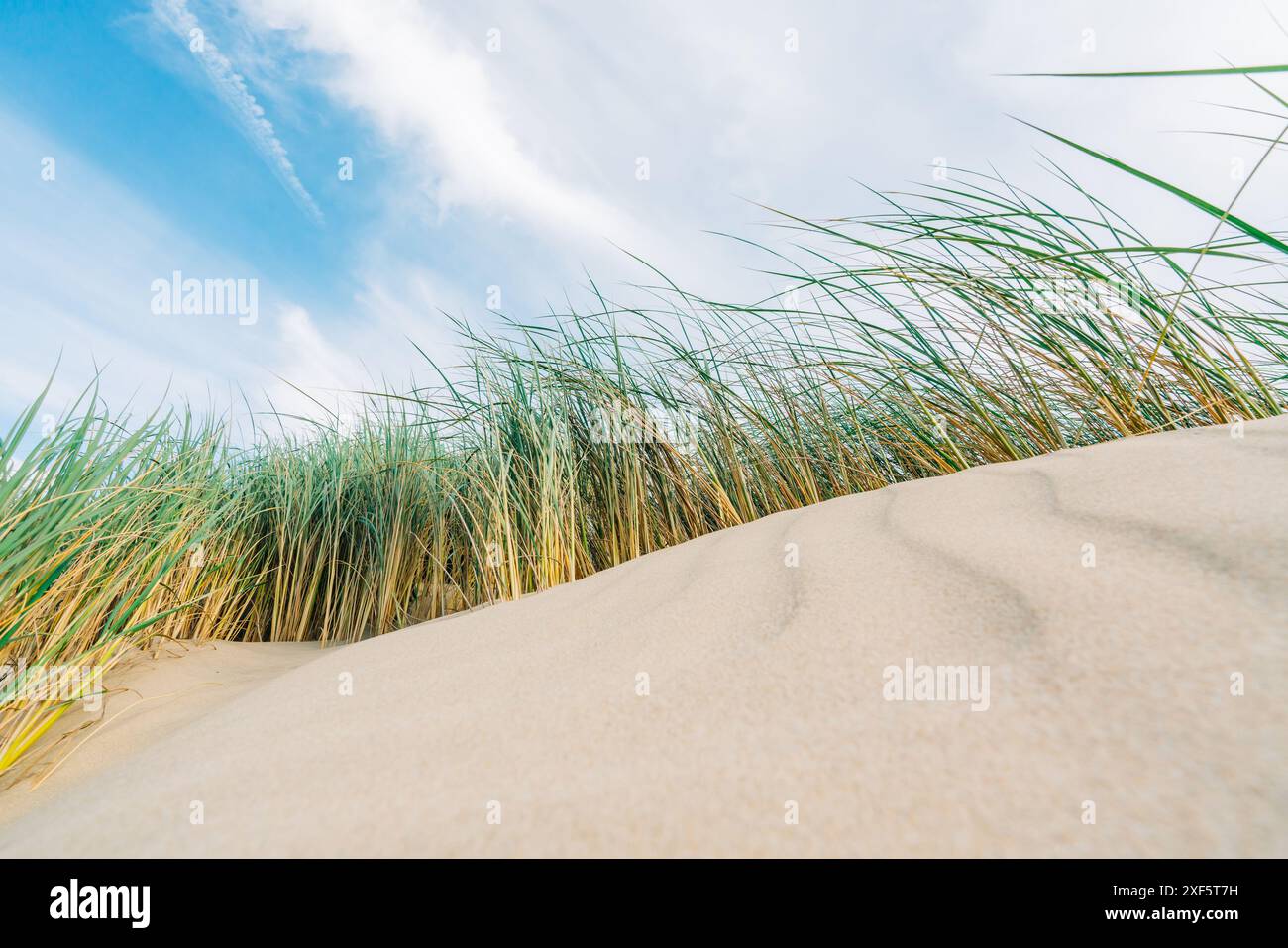 Sanddünen am Ufer des Pazifischen Ozeans und im Sand wucherndes Strandgras (Marram-Gras). Kalifornische Landschaft mit sanftem bewölktem Himmel im B Stockfoto