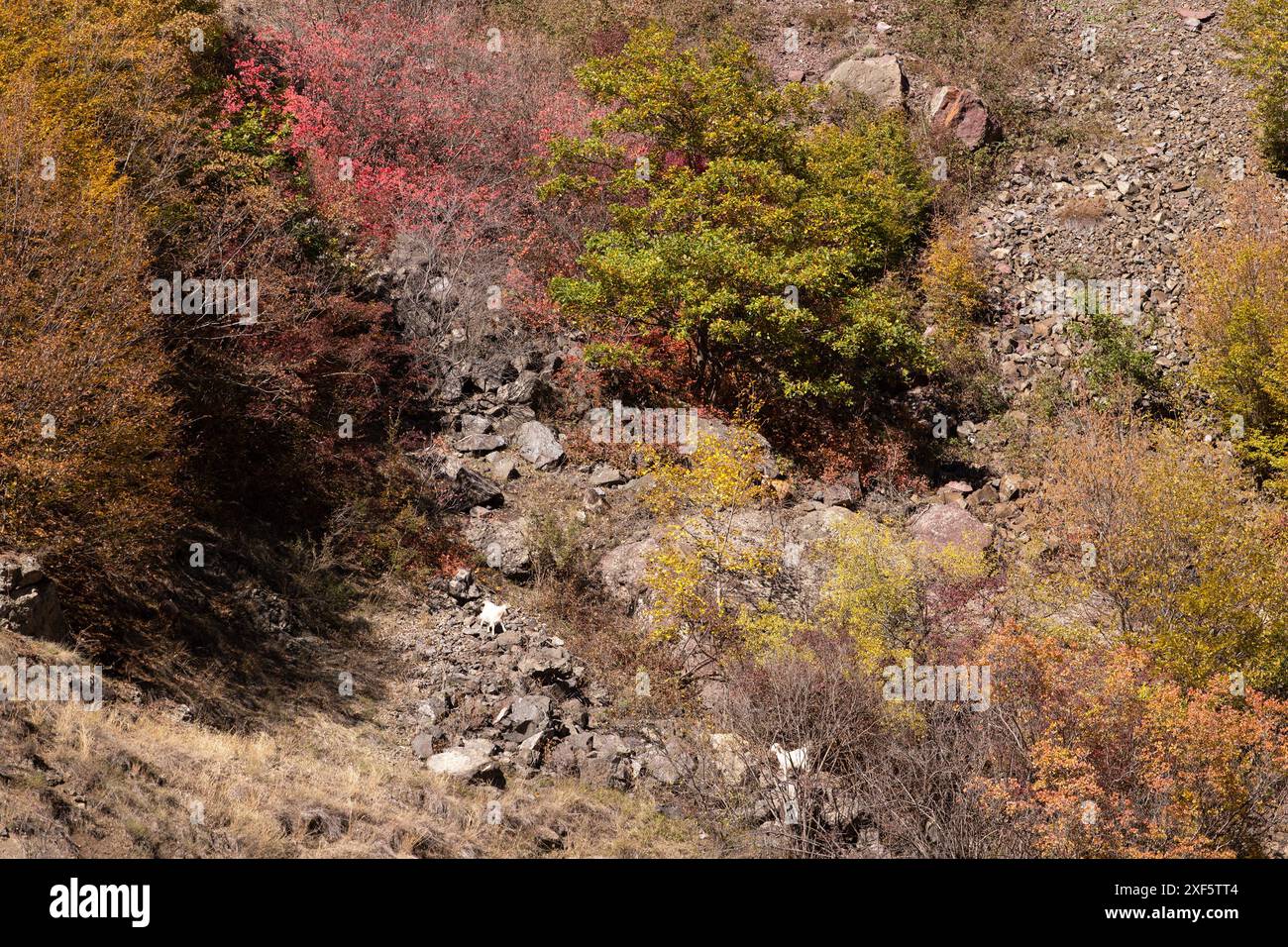 Herbstrote Bäume auf steilen Klippen in den Bergen. Region Ismayilli. Aserbaidschan. Stockfoto