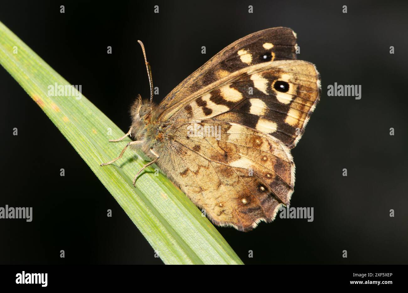 Gesprenkelter Holzfalter, Chipping, Preston, Lancashire, Großbritannien Stockfoto