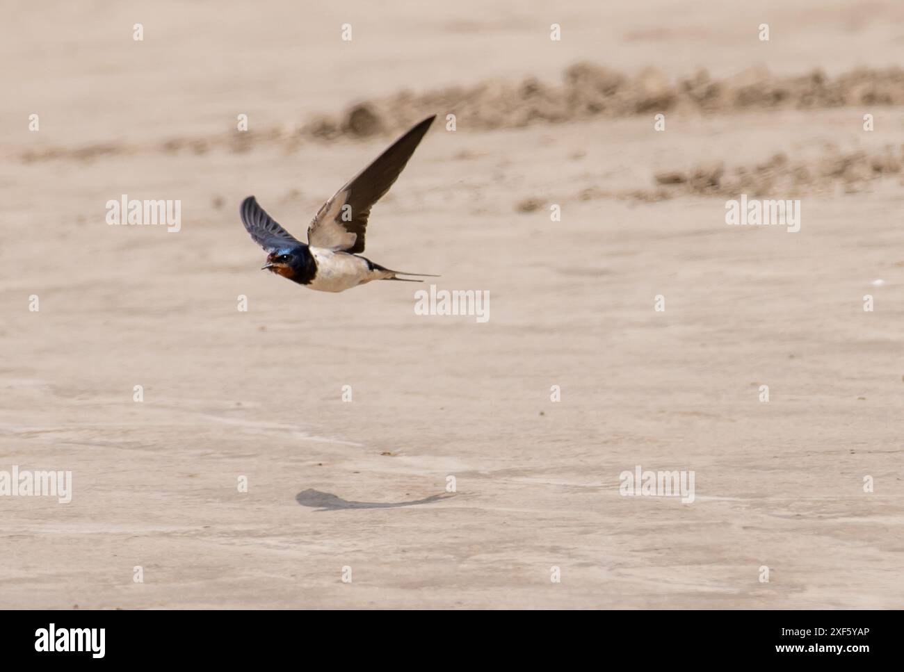 A Swallow Flying, Arnside, Milnthorpe, Cumbria, Vereinigtes Königreich Stockfoto