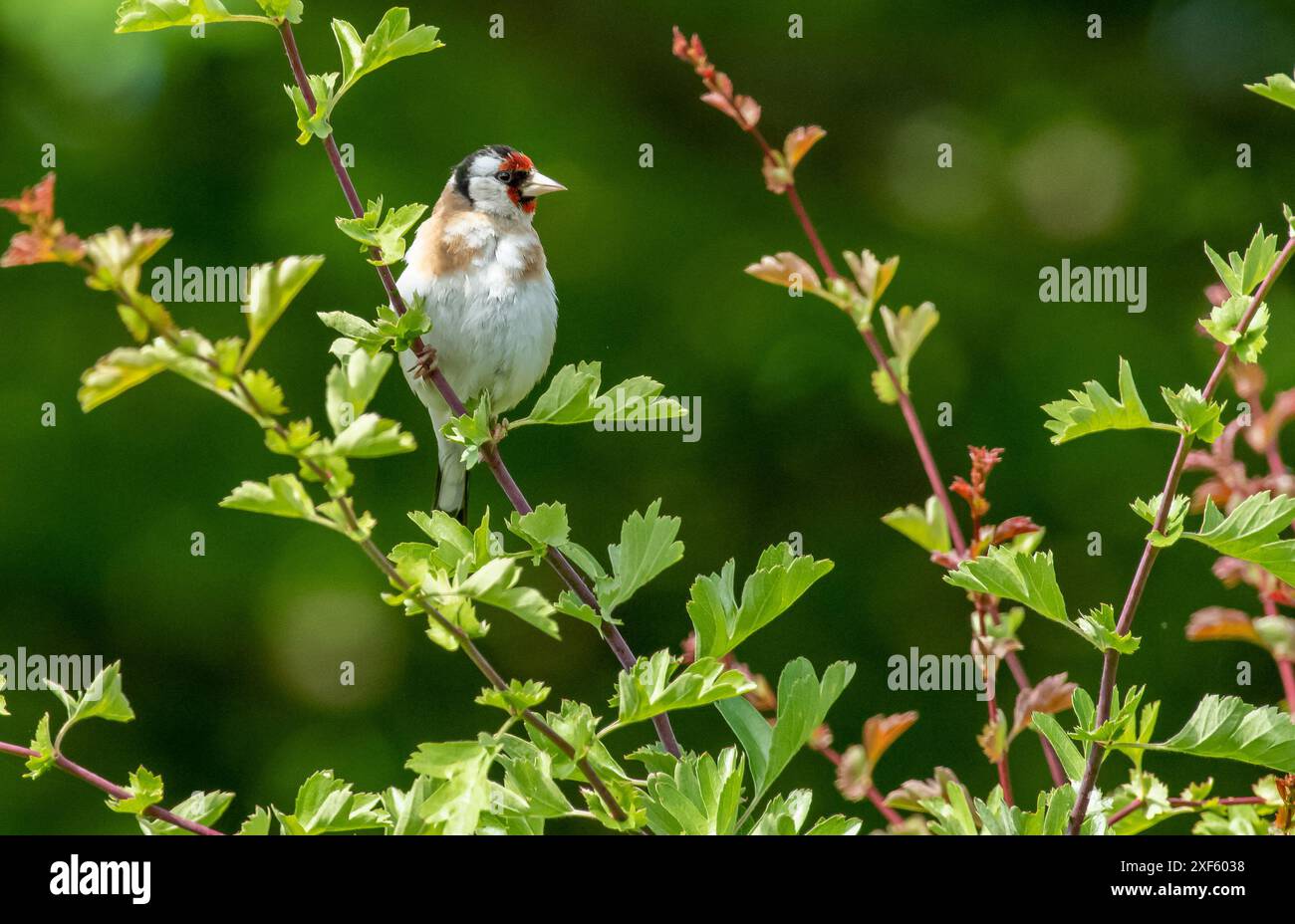 Ein Goldfink, Arnside, Milnthorpe, Cumbria, Großbritannien Stockfoto