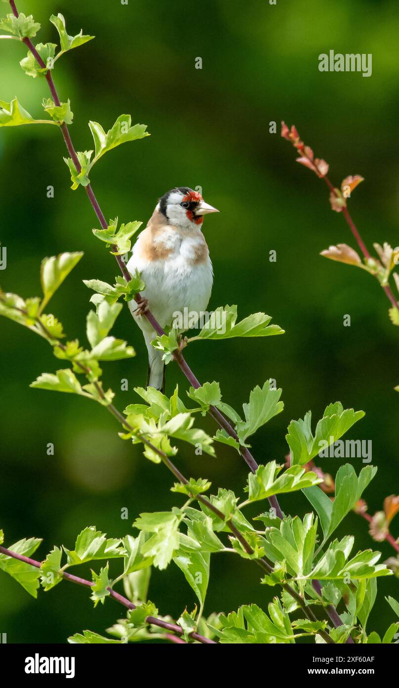Ein Goldfink, Arnside, Milnthorpe, Cumbria, Großbritannien Stockfoto