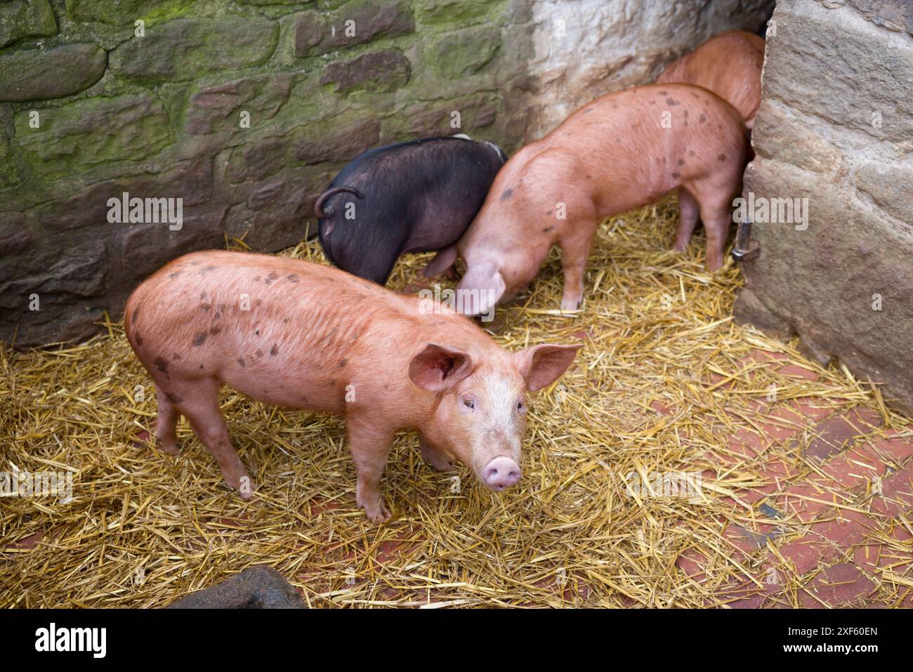 Ferkel in einem traditionellen Ziegelstall in England, Großbritannien Stockfoto