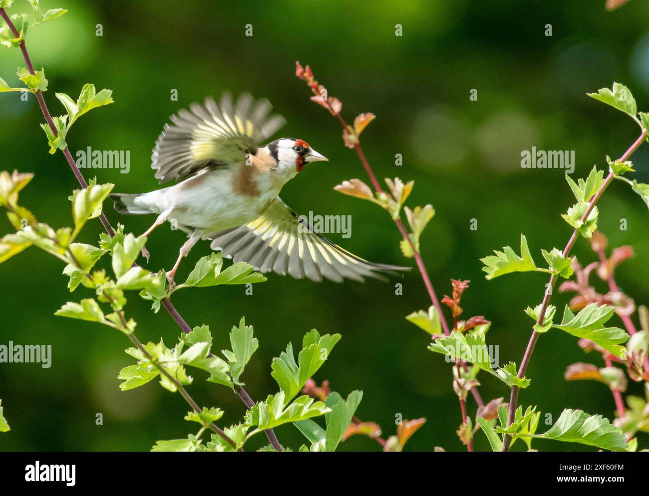 Ein Goldfink, Arnside, Milnthorpe, Cumbria, Großbritannien Stockfoto