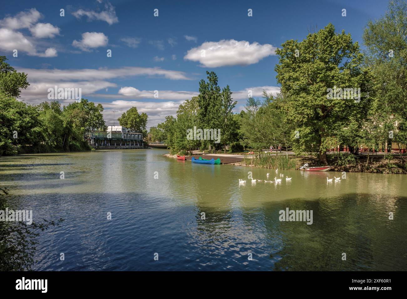 Eine Person, die auf den Stufen des Parkplatzes vor dem Jardin del Parterre sitzt und die Enten am Fluss Tejo in Aranjuez anschaut. Madrid. Spanien, Stockfoto