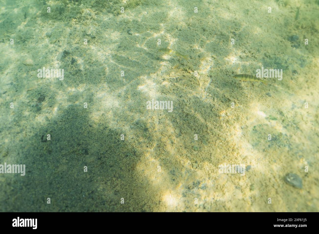 Der Grund des Rummu-Steinbruchs mit klarem Wasser und Barschen. Unterwasserfoto. Stockfoto