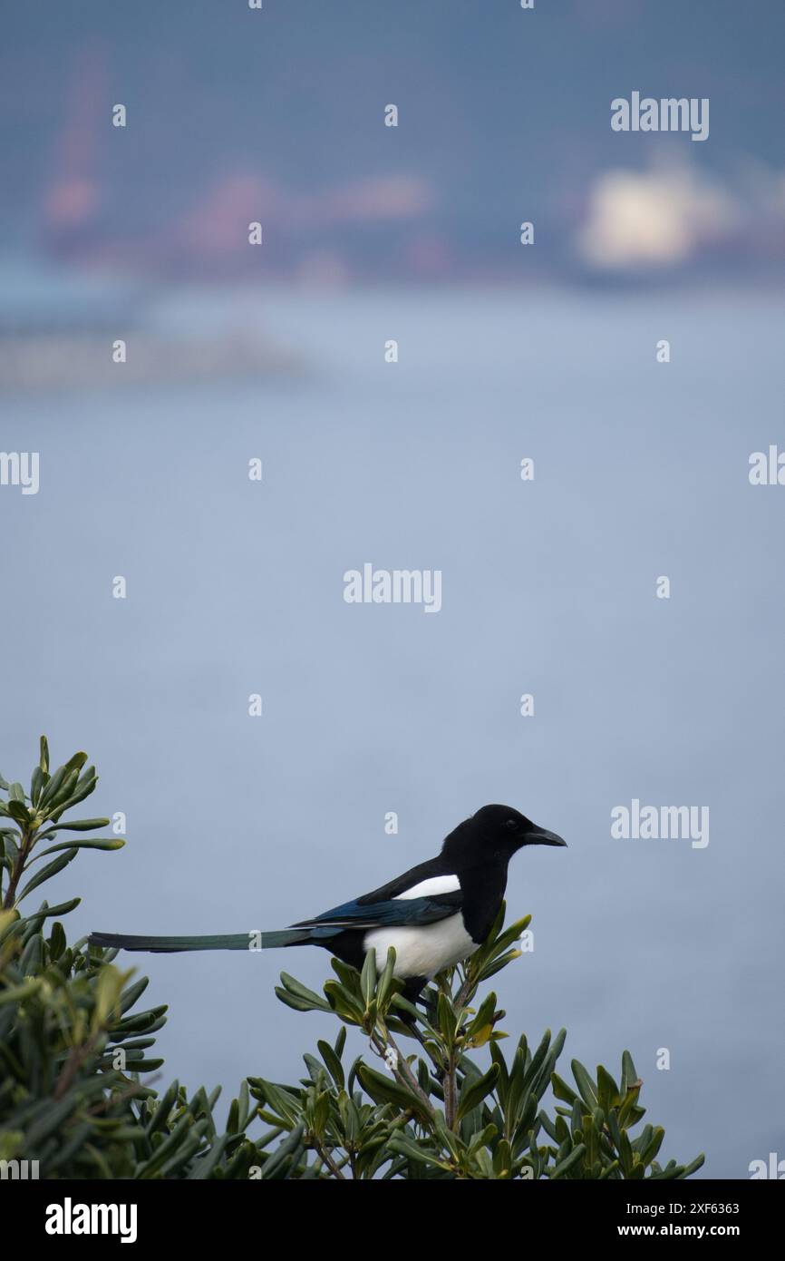 Europäische Magpie Pica pica sitzt auf einem toten Ast Stockfoto