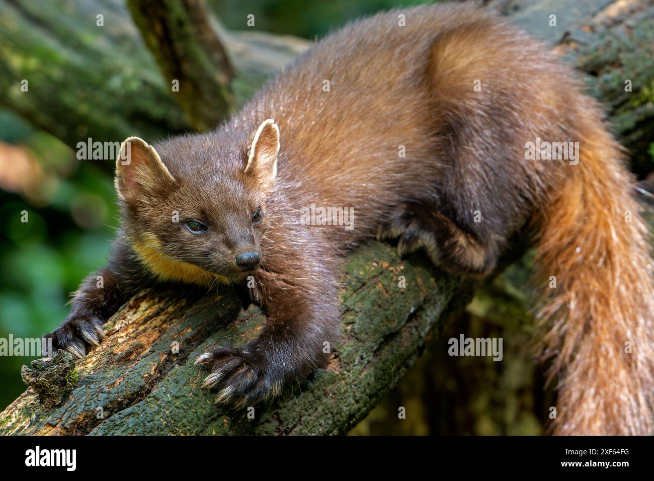 Europäischer Kiefernmarder (Martes martes) auf Baumstämmen im Wald mit großen Pfoten mit halb einziehbaren Krallen für Kletterbäume Stockfoto