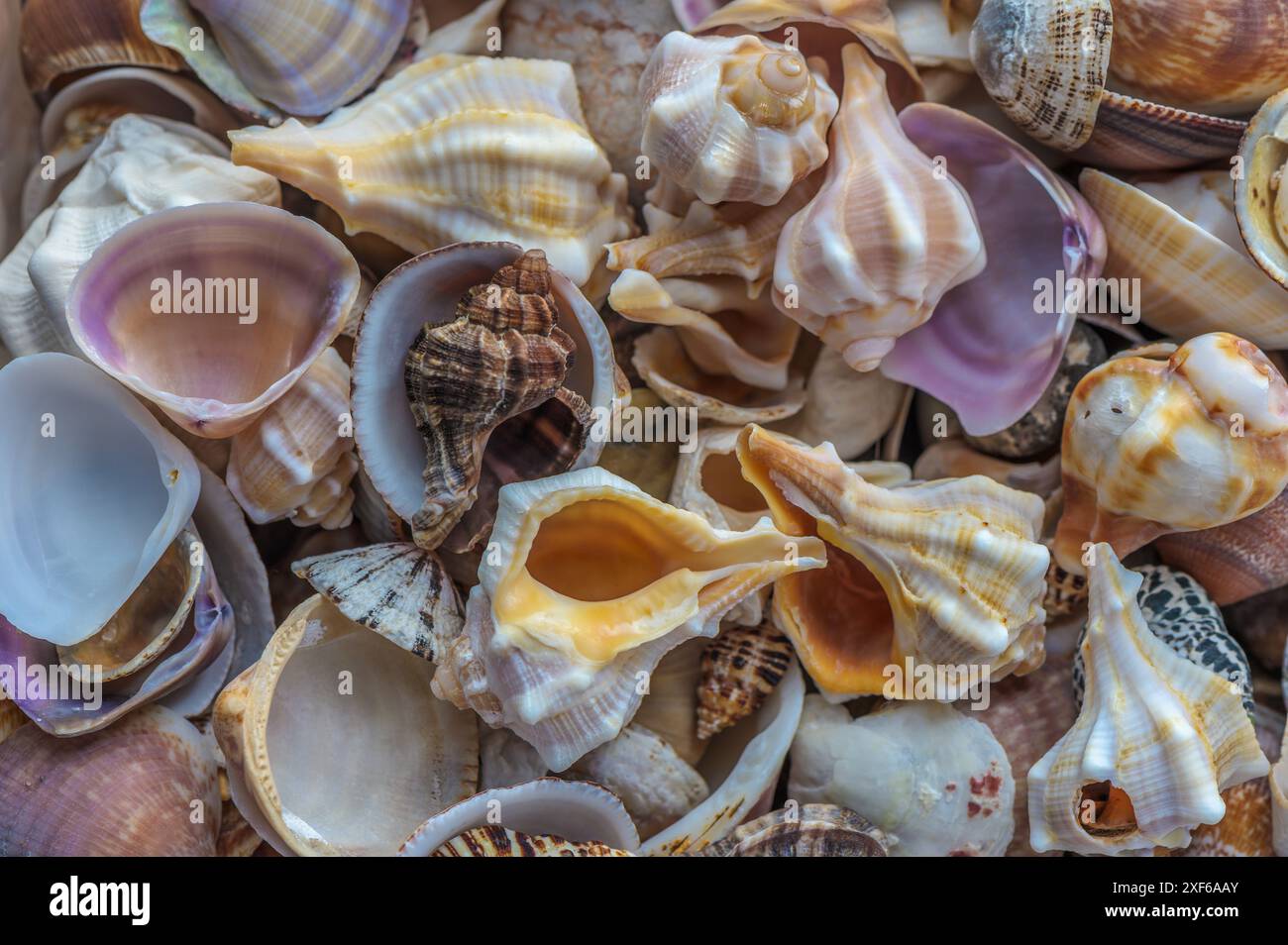 Sommer Hintergrund Muster von Muscheln. Nahaufnahme der Hülle. Stockfoto