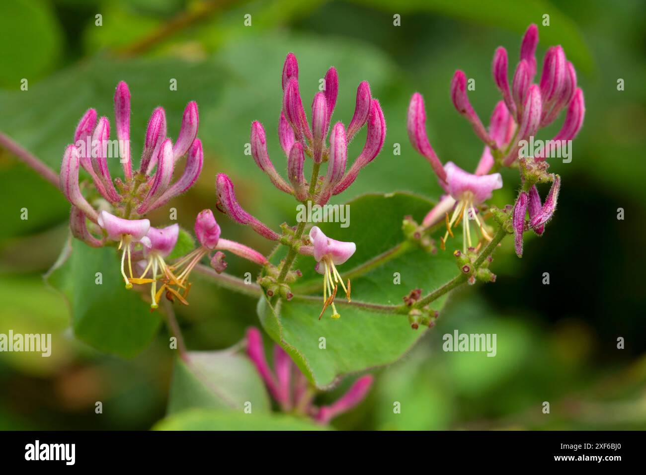 Haarige Geißblatt (Lonicera hispidula), Smith River National Recreation Area, Smith Wild and Scenic River, Six Rivers National Forest, Kalifornien Stockfoto