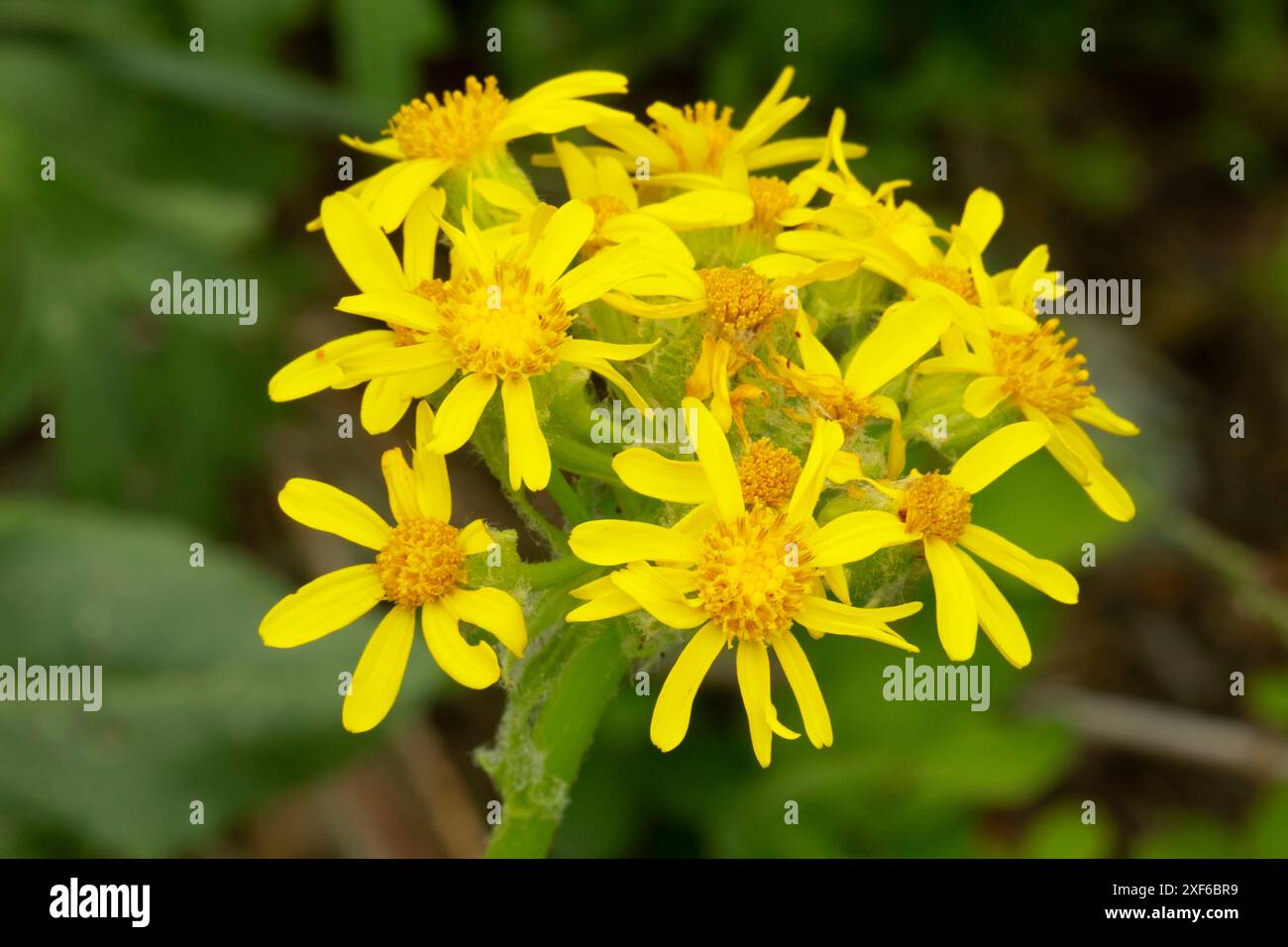 Pfeilblättrige (Senecio triangularis) entlang des Pacific Crest National Scenic Trail, Klamath National Forest, Kalifornien Stockfoto