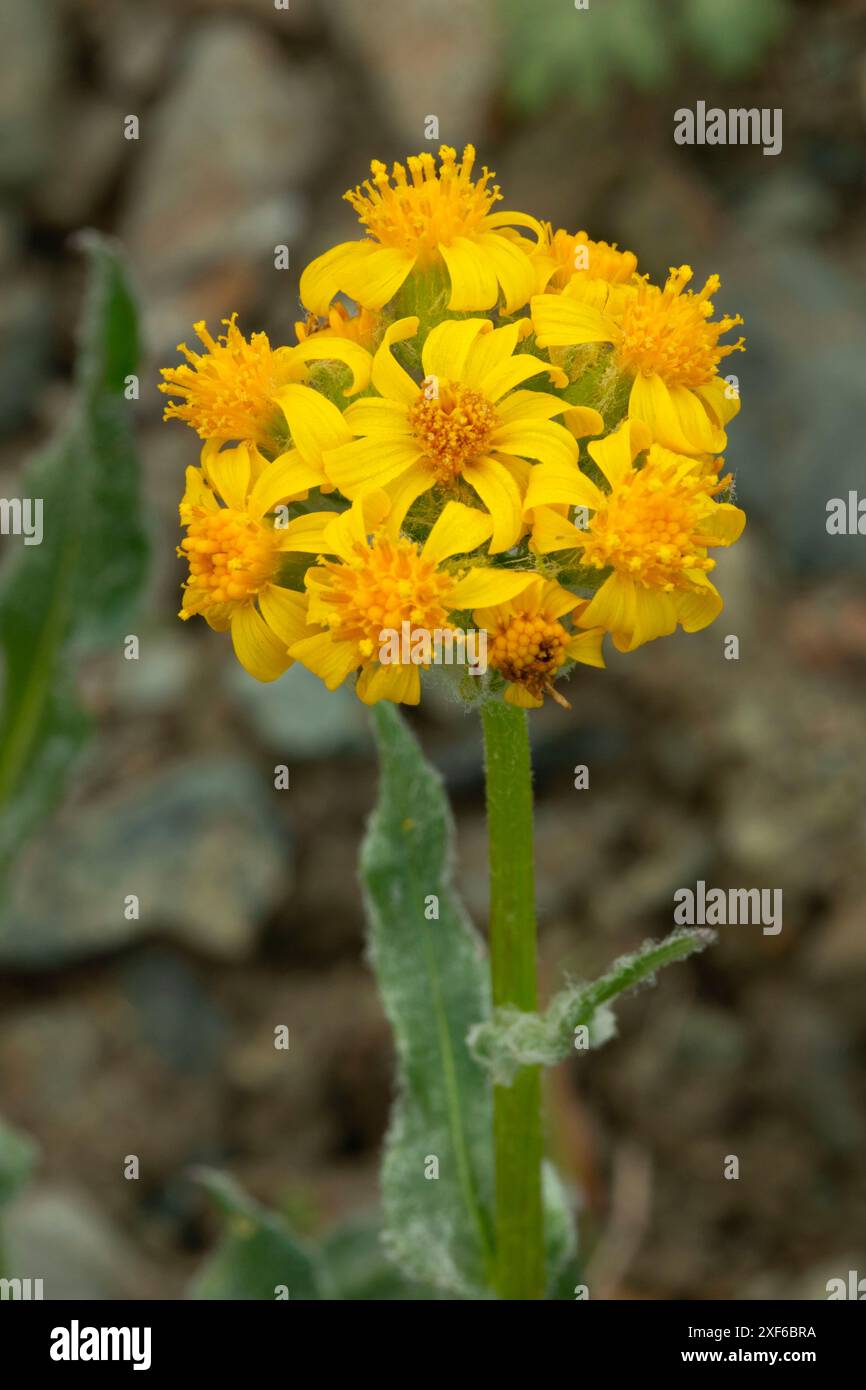 Pfeilblättrige (Senecio triangularis) entlang des Pacific Crest National Scenic Trail, Klamath National Forest, Kalifornien Stockfoto