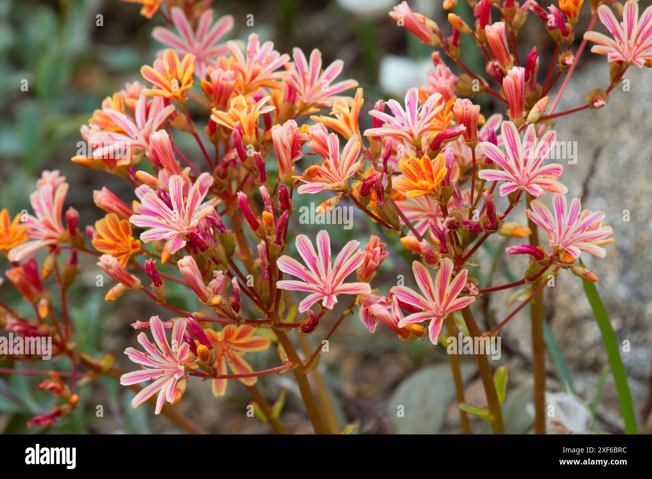 Siskiyou lewisia (Lewisia cotyledon) entlang des Pacific Crest National Scenic Trail, Klamath National Forest, Kalifornien Stockfoto