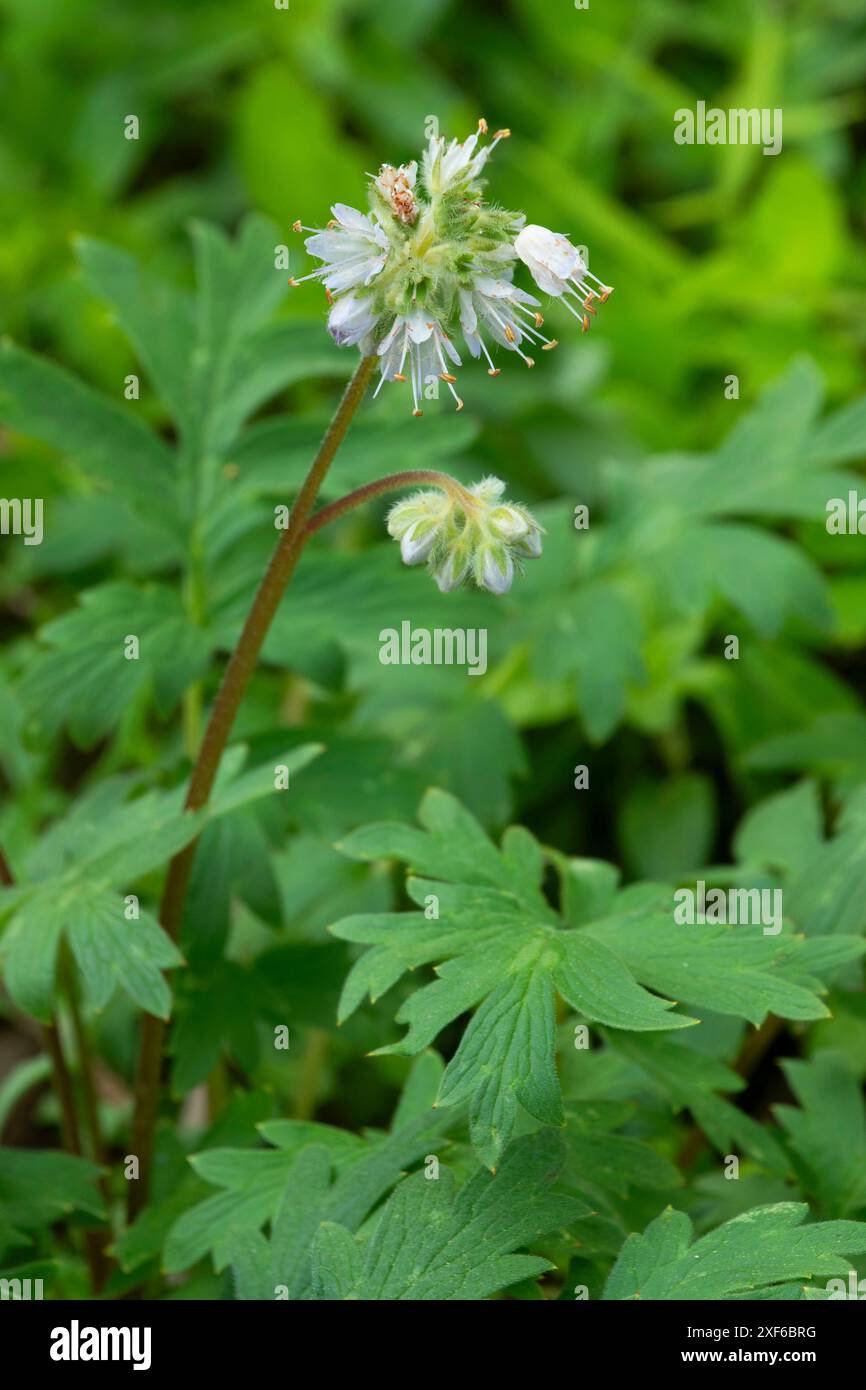 WESTERN waterleaf (Hydrophyllum occidentale) entlang des Pacific Crest National Scenic Trail, Klamath National Forest, Kalifornien Stockfoto