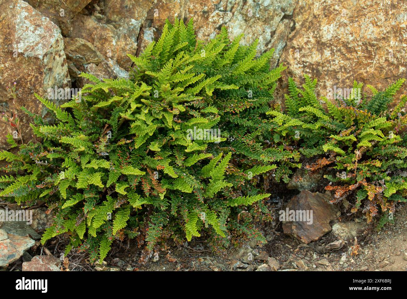 Spitzlippenfarn (Myriopteris gracillima) entlang des Pacific Crest National Scenic Trail, Klamath National Forest, Kalifornien Stockfoto